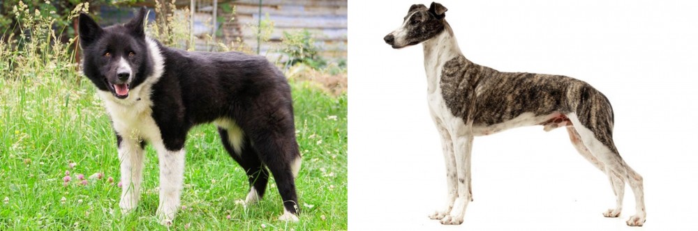 Magyar Agar vs Karelian Bear Dog - Breed Comparison