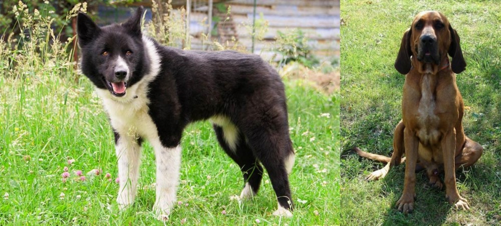 Majestic Tree Hound vs Karelian Bear Dog - Breed Comparison