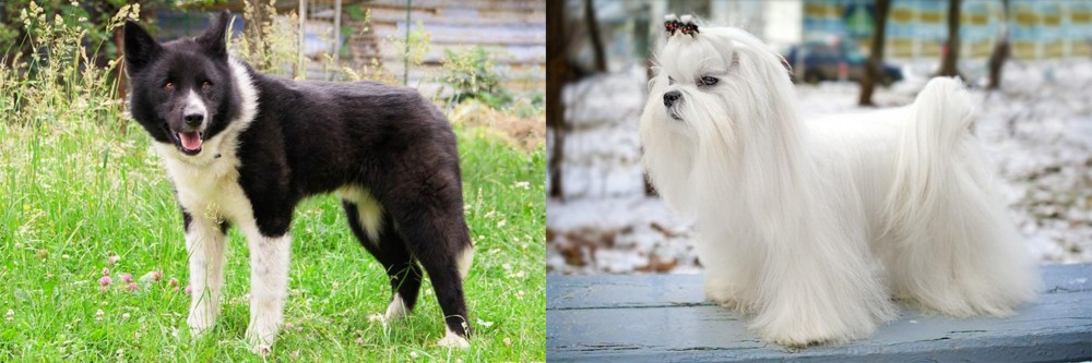 Maltese vs Karelian Bear Dog - Breed Comparison