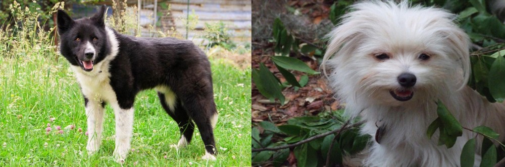 Malti-Pom vs Karelian Bear Dog - Breed Comparison