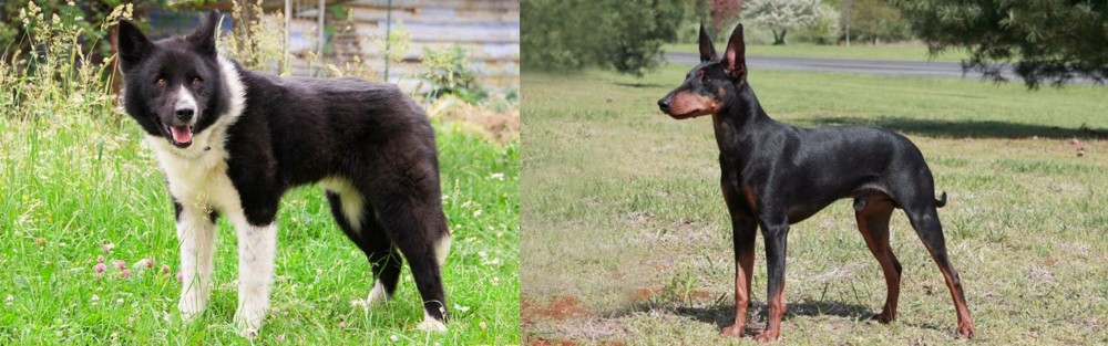 Manchester Terrier vs Karelian Bear Dog - Breed Comparison