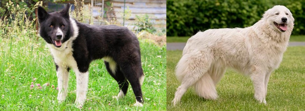 Maremma Sheepdog vs Karelian Bear Dog - Breed Comparison