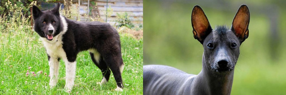Mexican Hairless vs Karelian Bear Dog - Breed Comparison