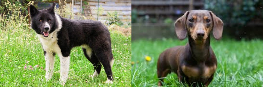 Miniature Dachshund vs Karelian Bear Dog - Breed Comparison