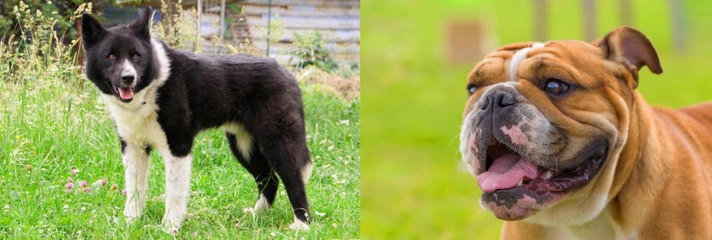 Miniature English Bulldog vs Karelian Bear Dog - Breed Comparison