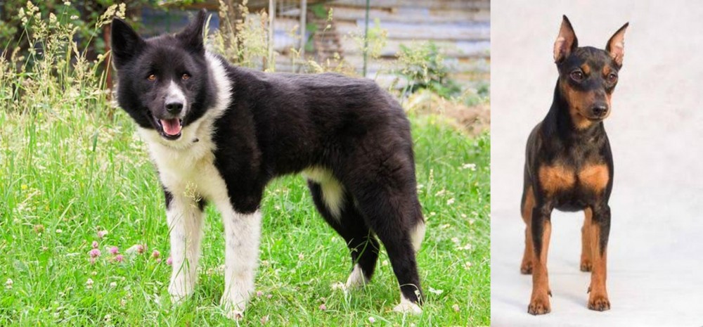 Miniature Pinscher vs Karelian Bear Dog - Breed Comparison