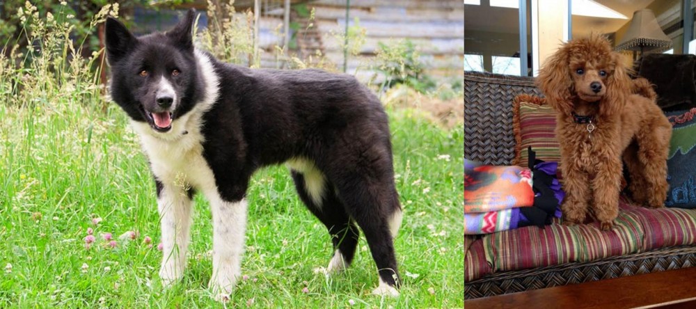 Miniature Poodle vs Karelian Bear Dog - Breed Comparison