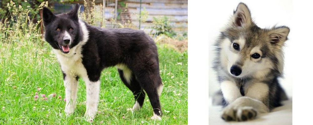 Miniature Siberian Husky vs Karelian Bear Dog - Breed Comparison