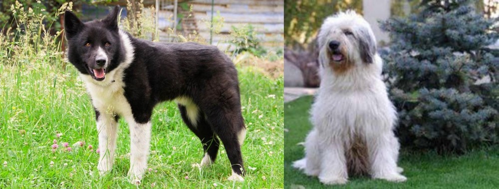 Mioritic Sheepdog vs Karelian Bear Dog - Breed Comparison