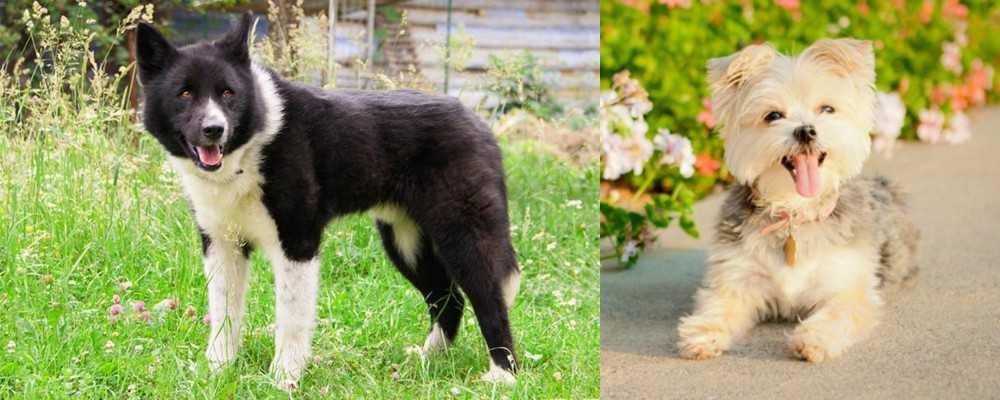 Morkie vs Karelian Bear Dog - Breed Comparison