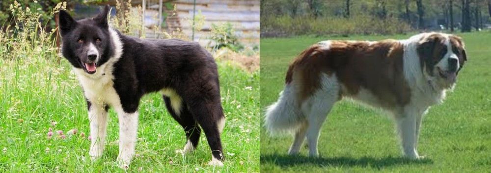 Moscow Watchdog vs Karelian Bear Dog - Breed Comparison