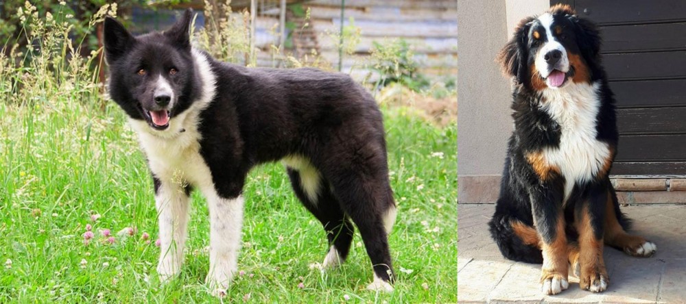 Mountain Burmese vs Karelian Bear Dog - Breed Comparison