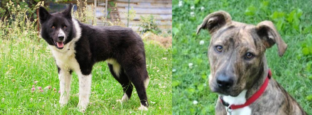 Mountain Cur vs Karelian Bear Dog - Breed Comparison