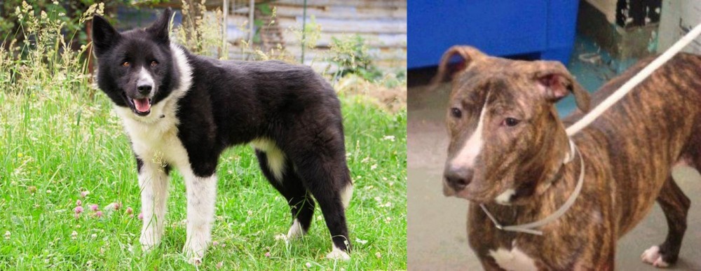 Mountain View Cur vs Karelian Bear Dog - Breed Comparison