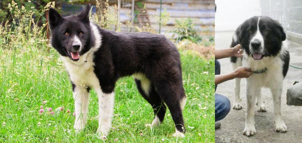 Mucuchies vs Karelian Bear Dog - Breed Comparison