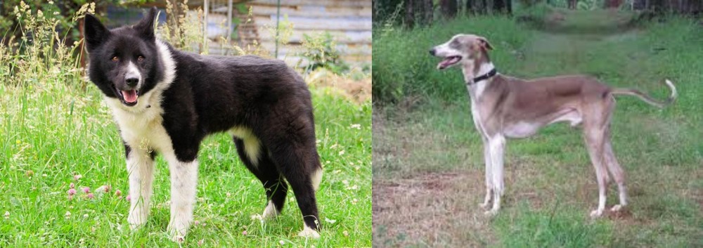 Mudhol Hound vs Karelian Bear Dog - Breed Comparison