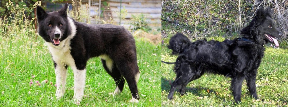 Mudi vs Karelian Bear Dog - Breed Comparison