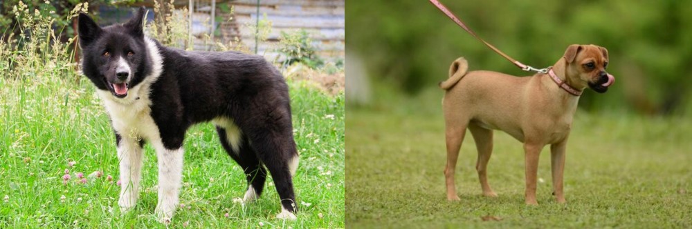 Muggin vs Karelian Bear Dog - Breed Comparison