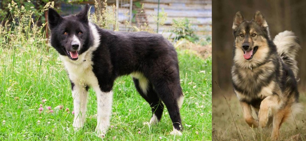 Native American Indian Dog vs Karelian Bear Dog - Breed Comparison