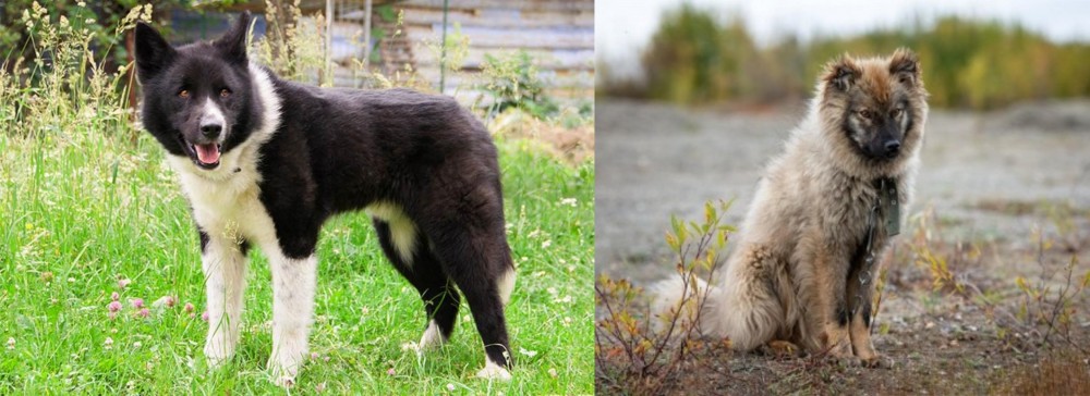 Nenets Herding Laika vs Karelian Bear Dog - Breed Comparison