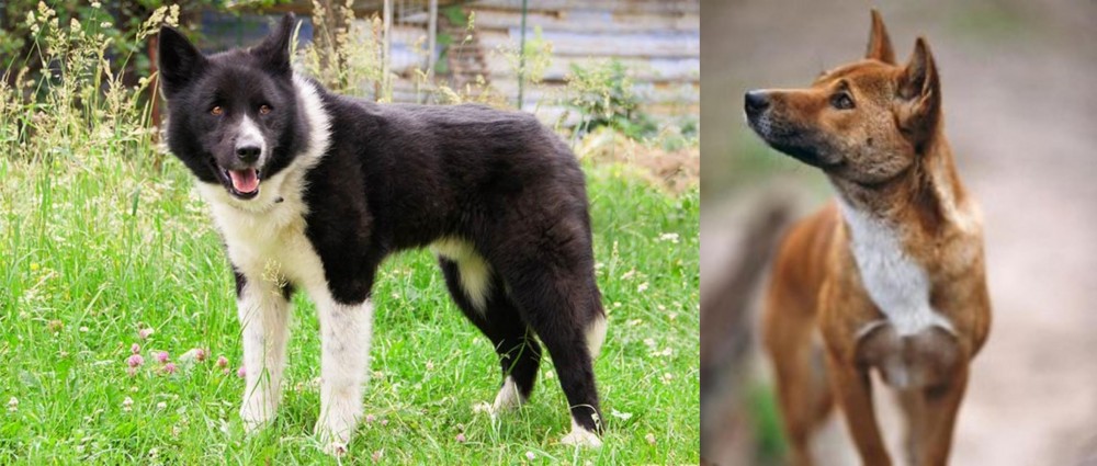New Guinea Singing Dog vs Karelian Bear Dog - Breed Comparison