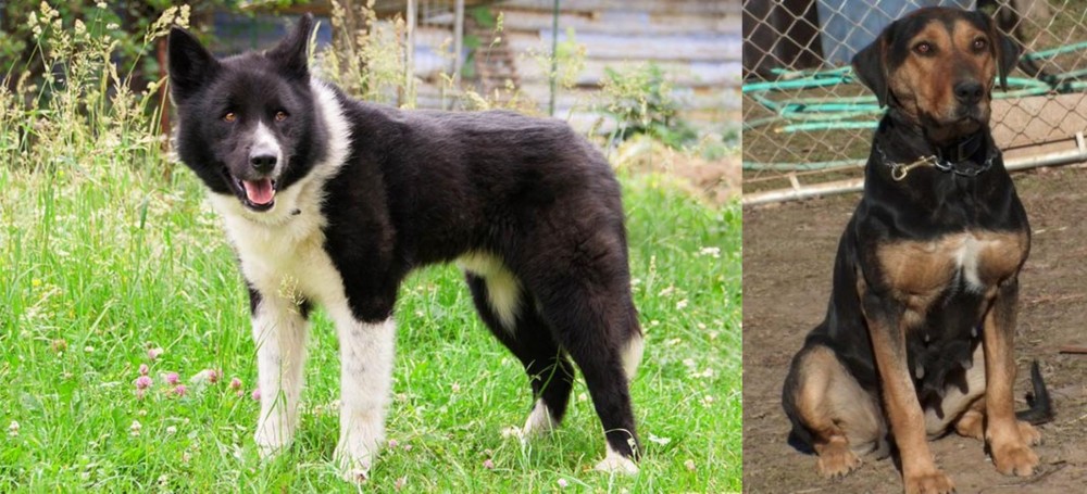 New Zealand Huntaway vs Karelian Bear Dog - Breed Comparison