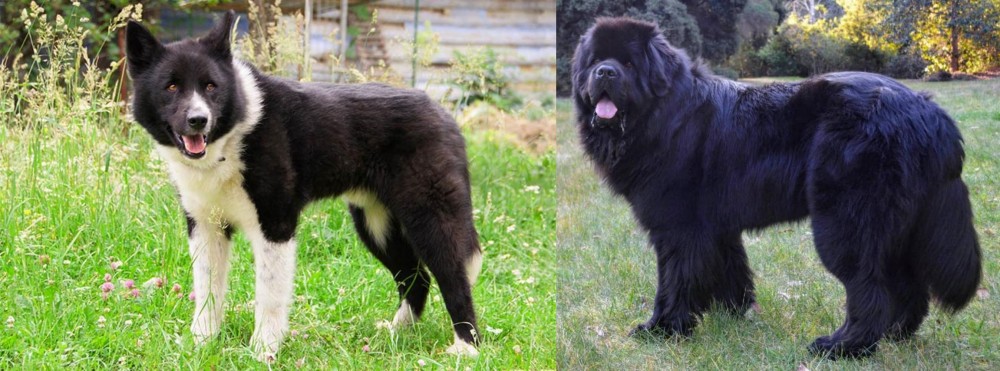 Newfoundland Dog vs Karelian Bear Dog - Breed Comparison