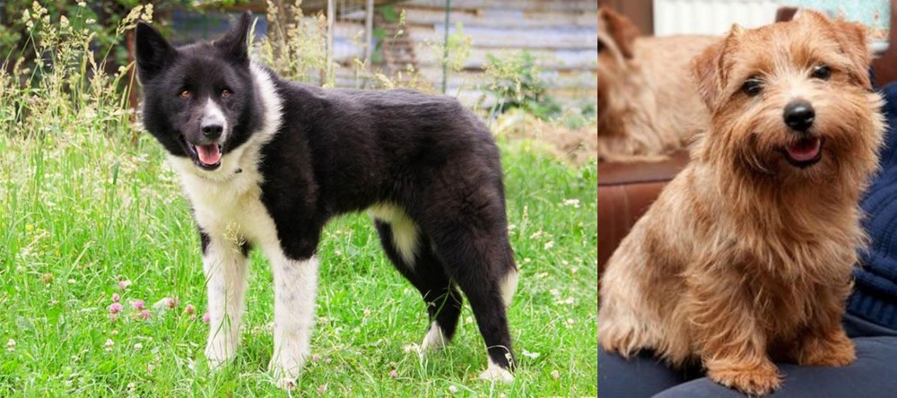 Norfolk Terrier vs Karelian Bear Dog - Breed Comparison