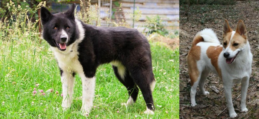 Norrbottenspets vs Karelian Bear Dog - Breed Comparison