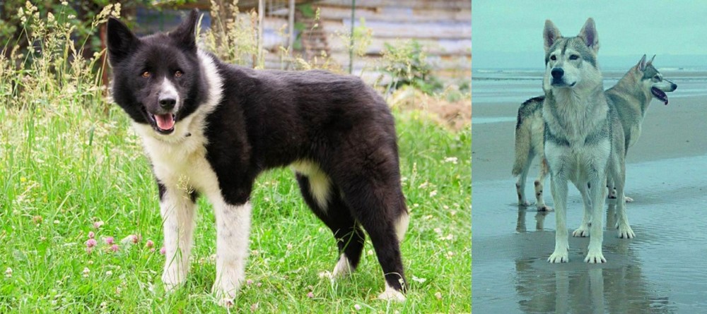 Northern Inuit Dog vs Karelian Bear Dog - Breed Comparison