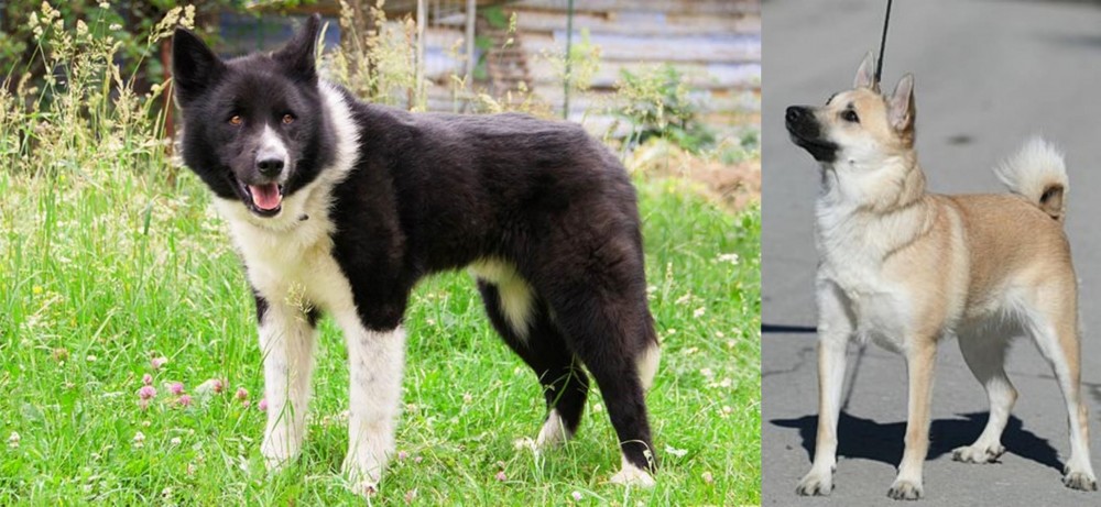 Norwegian Buhund vs Karelian Bear Dog - Breed Comparison