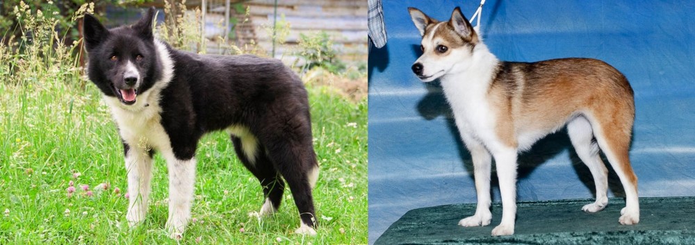 Norwegian Lundehund vs Karelian Bear Dog - Breed Comparison