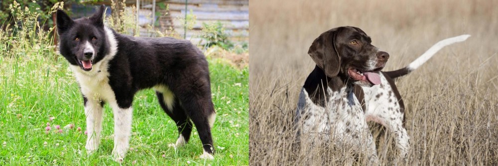 Old Danish Pointer vs Karelian Bear Dog - Breed Comparison