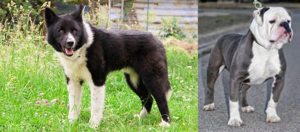 Old English Bulldog vs Karelian Bear Dog - Breed Comparison