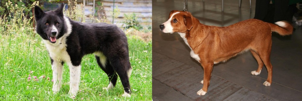 Osterreichischer Kurzhaariger Pinscher vs Karelian Bear Dog - Breed Comparison