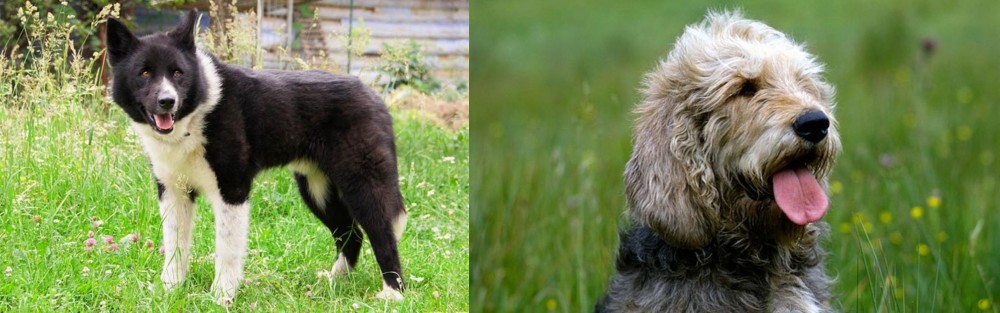 Otterhound vs Karelian Bear Dog - Breed Comparison