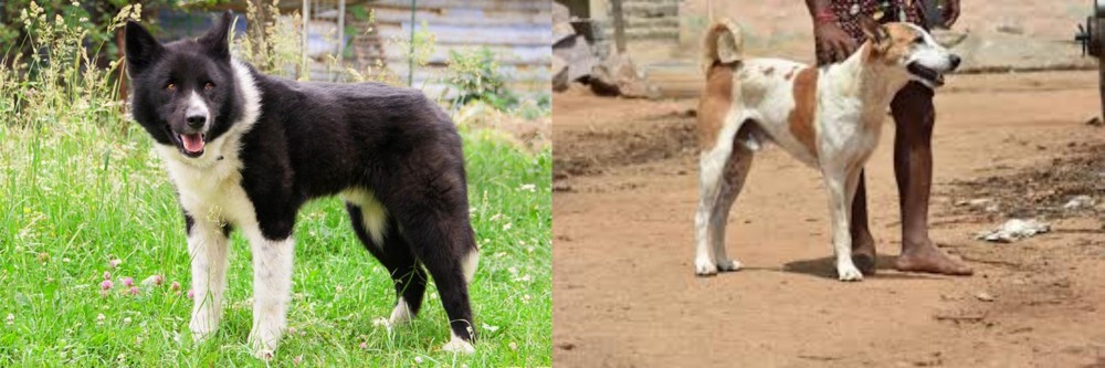Pandikona vs Karelian Bear Dog - Breed Comparison