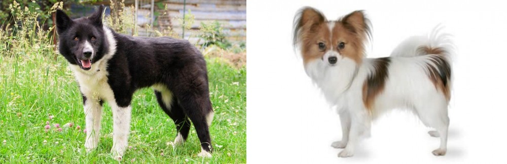 Papillon vs Karelian Bear Dog - Breed Comparison