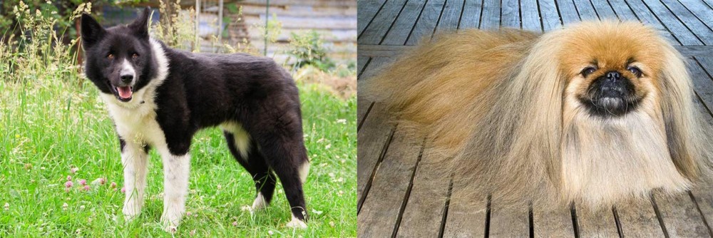 Pekingese vs Karelian Bear Dog - Breed Comparison
