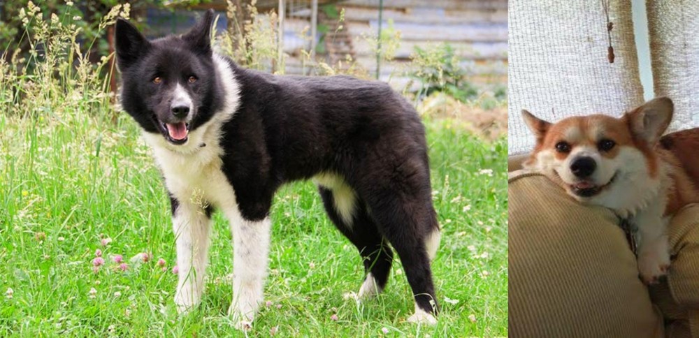 Pembroke Welsh Corgi vs Karelian Bear Dog - Breed Comparison