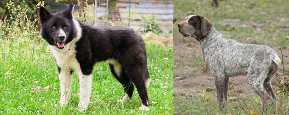 Perdiguero de Burgos vs Karelian Bear Dog - Breed Comparison