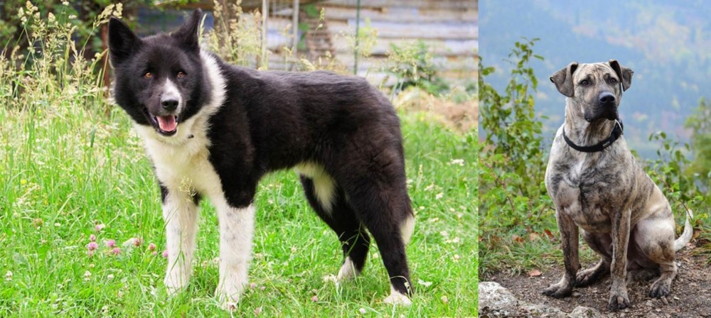 Perro Cimarron vs Karelian Bear Dog - Breed Comparison