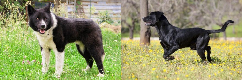 Perro de Pastor Mallorquin vs Karelian Bear Dog - Breed Comparison