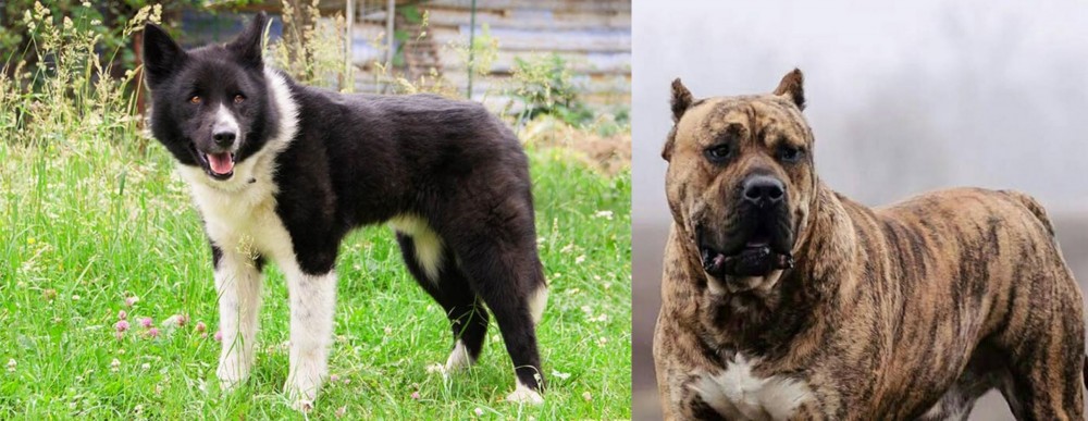 Perro de Presa Canario vs Karelian Bear Dog - Breed Comparison