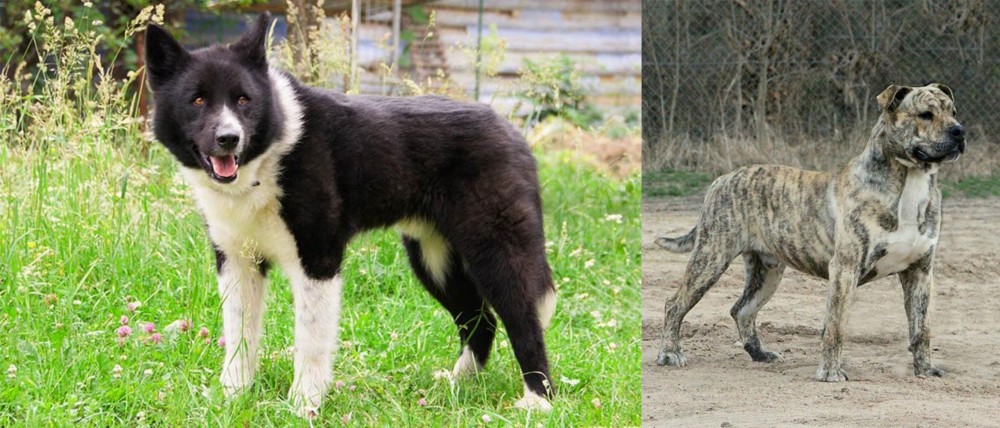 Perro de Presa Mallorquin vs Karelian Bear Dog - Breed Comparison