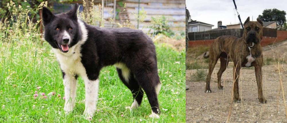 Perro de Toro vs Karelian Bear Dog - Breed Comparison