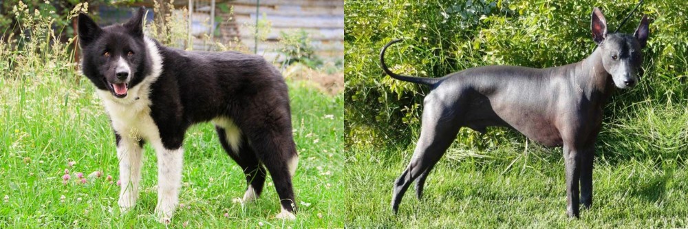 Peruvian Hairless vs Karelian Bear Dog - Breed Comparison