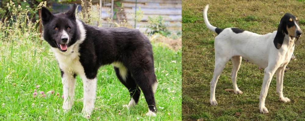 Petit Gascon Saintongeois vs Karelian Bear Dog - Breed Comparison