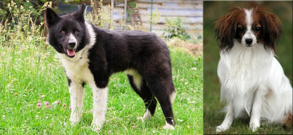 Phalene vs Karelian Bear Dog - Breed Comparison
