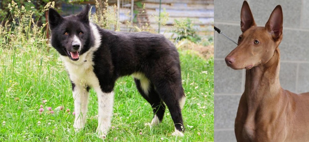Pharaoh Hound vs Karelian Bear Dog - Breed Comparison